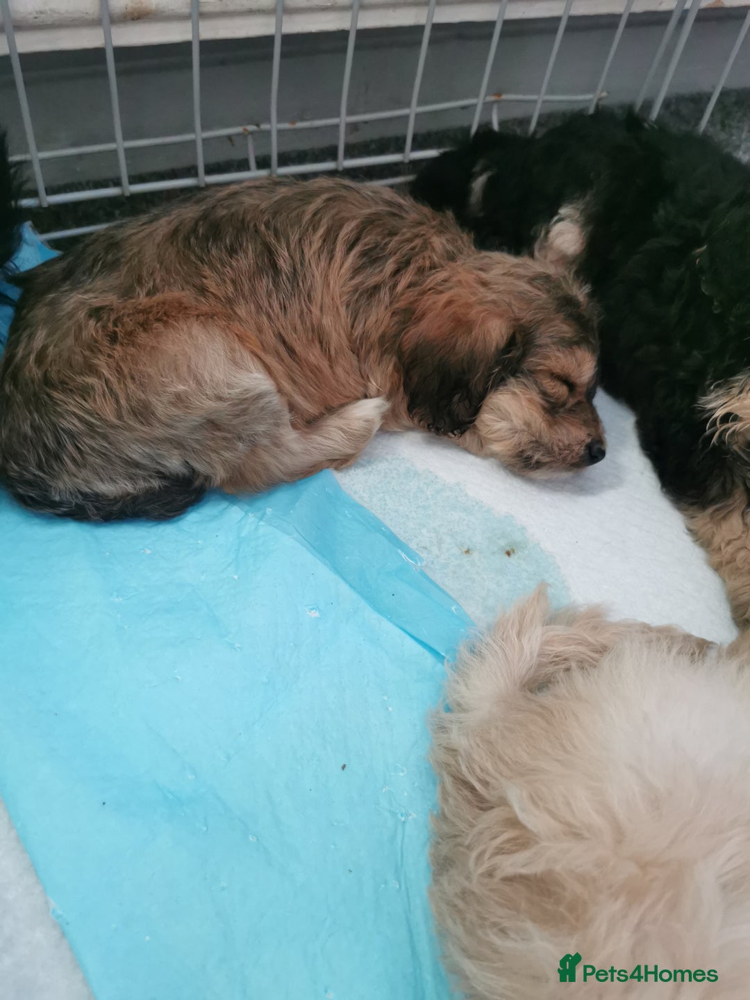 Cockapoo dogs for sale: Amazing cockapoo  - Advert 2