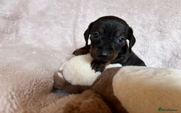 Dachshund dogs for sale: 7 Gorgeous puppies  - Image 17