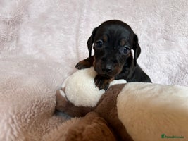 Dachshund dogs - Advert 10