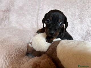 Dachshund dogs - Advert 6