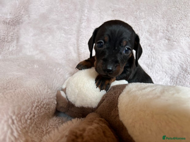 Dachshund dogs - Advert 2