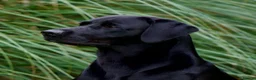 Labrador Retriever dogs for sale: Labrador Retreiver Puppy Dogs in Dudley - Advert 8
