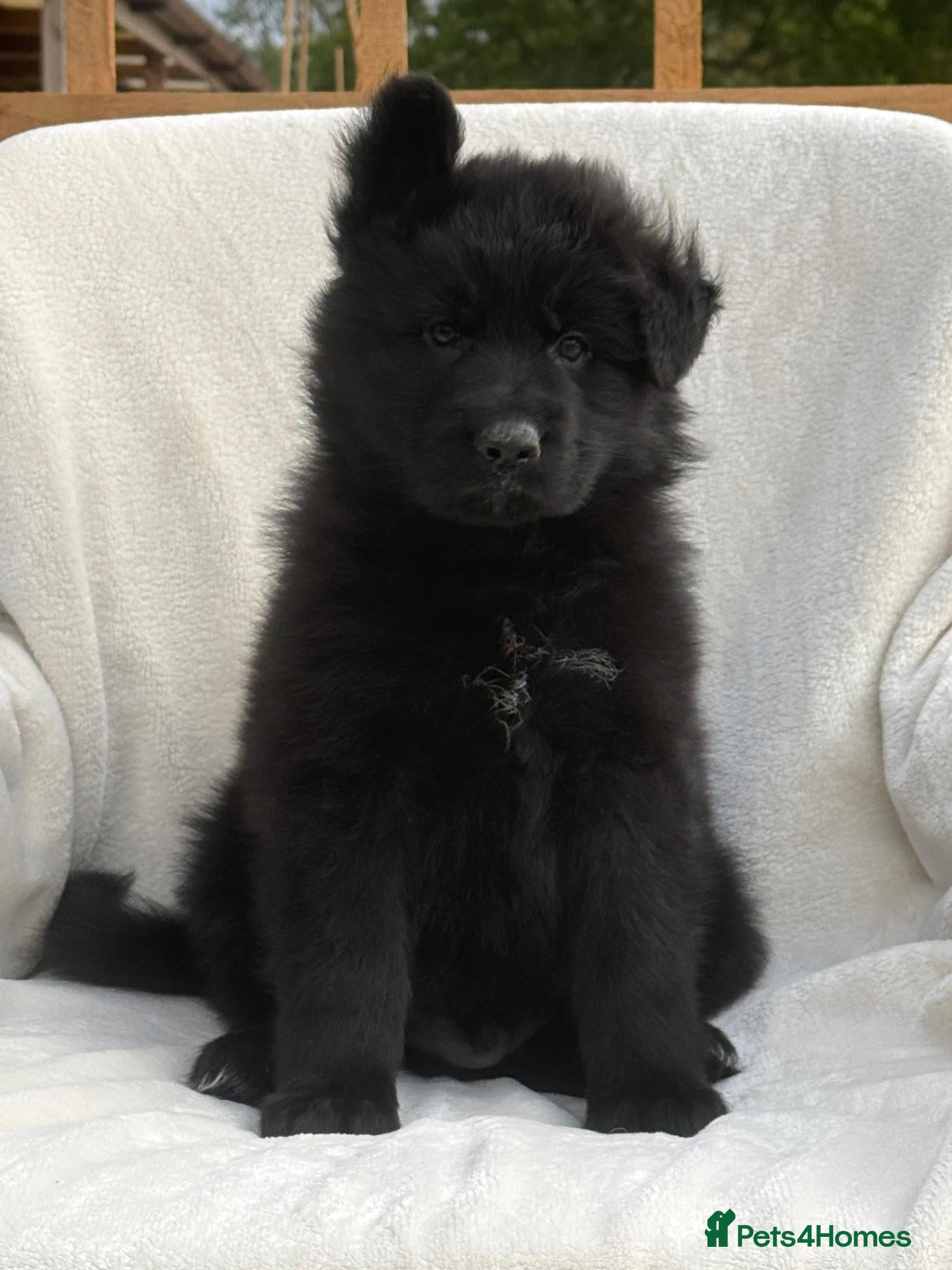 German Shepherd dogs BOYS IN BLACK - Advert 1