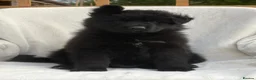 German Shepherd dogs for sale: BOYS IN BLACK in Wellingborough - Advert 1
