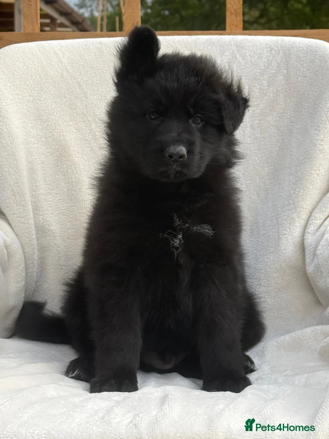German Shepherd dogs for sale: BOYS IN BLACK in Wellingborough - Advert 1