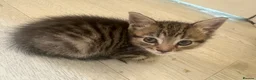 Bengal cats for sale: 2 Bengal mix kittens for sale  - Advert 6