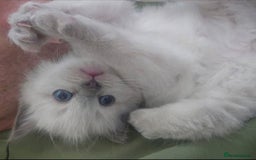 Ragdoll cats for sale: 2 beautiful litters of Ragdolls  - Image 10