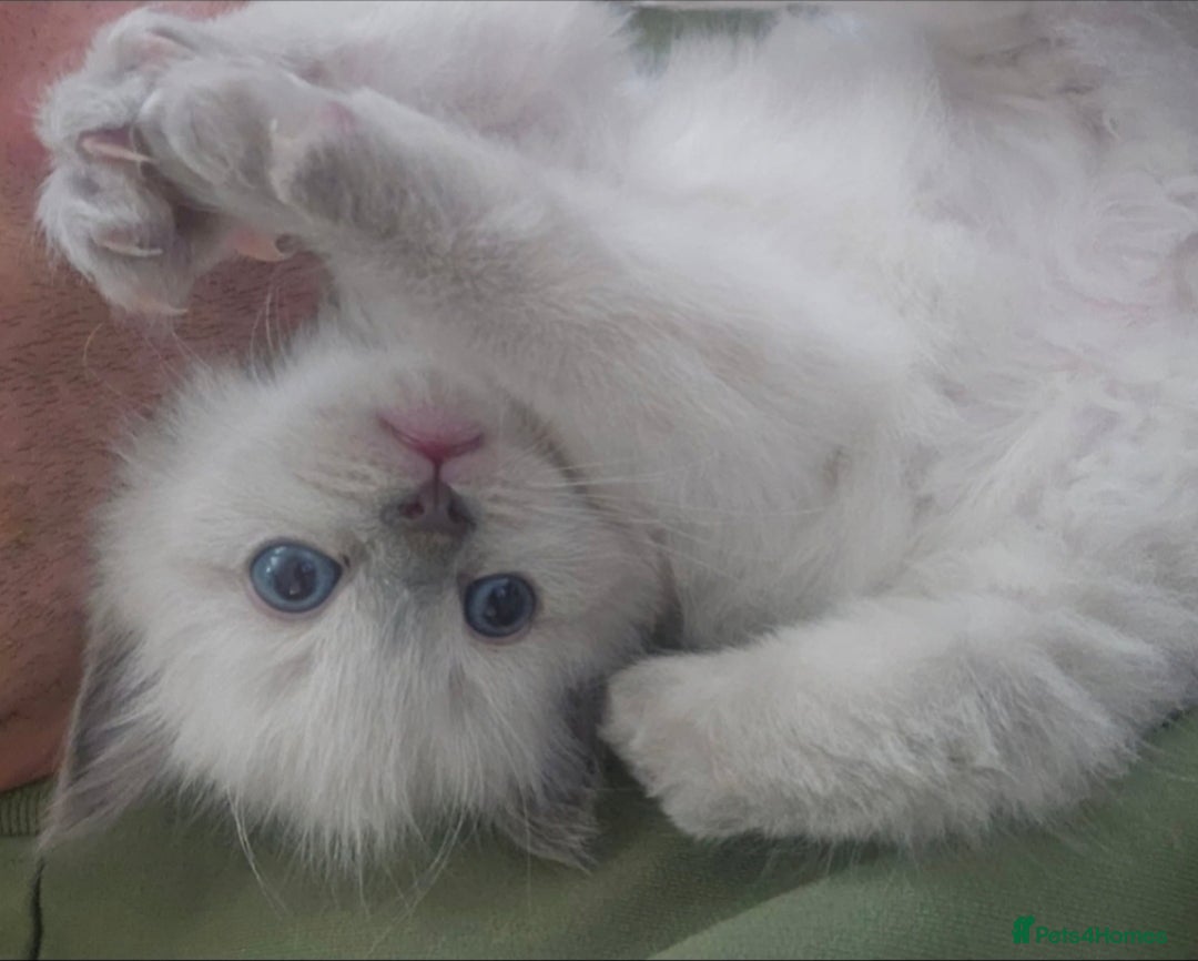 Ragdoll cats for sale: 2 beautiful litters of Ragdolls  - Image 10