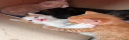 Mixed Breed cats for sale:  Beautiful Playful Kittens Ready for reservations  - Advert 13
