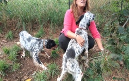 English Setter dogs for adoption: Olaf  - Image 3
