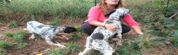 English Setter dogs for adoption: Olaf  - Advert 4