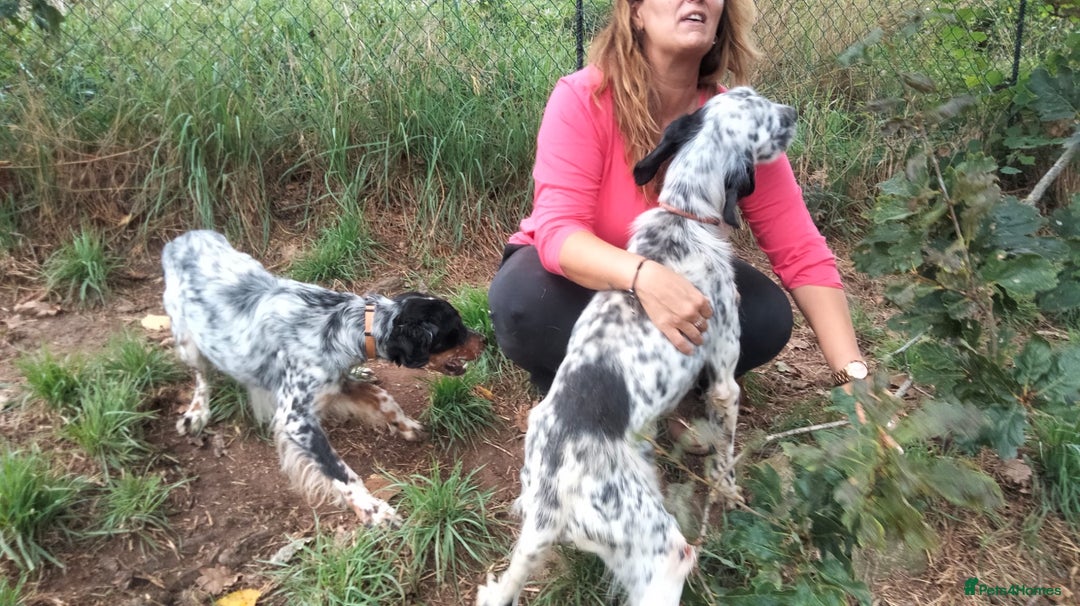 English Setter dogs for adoption: Olaf  - Image 3