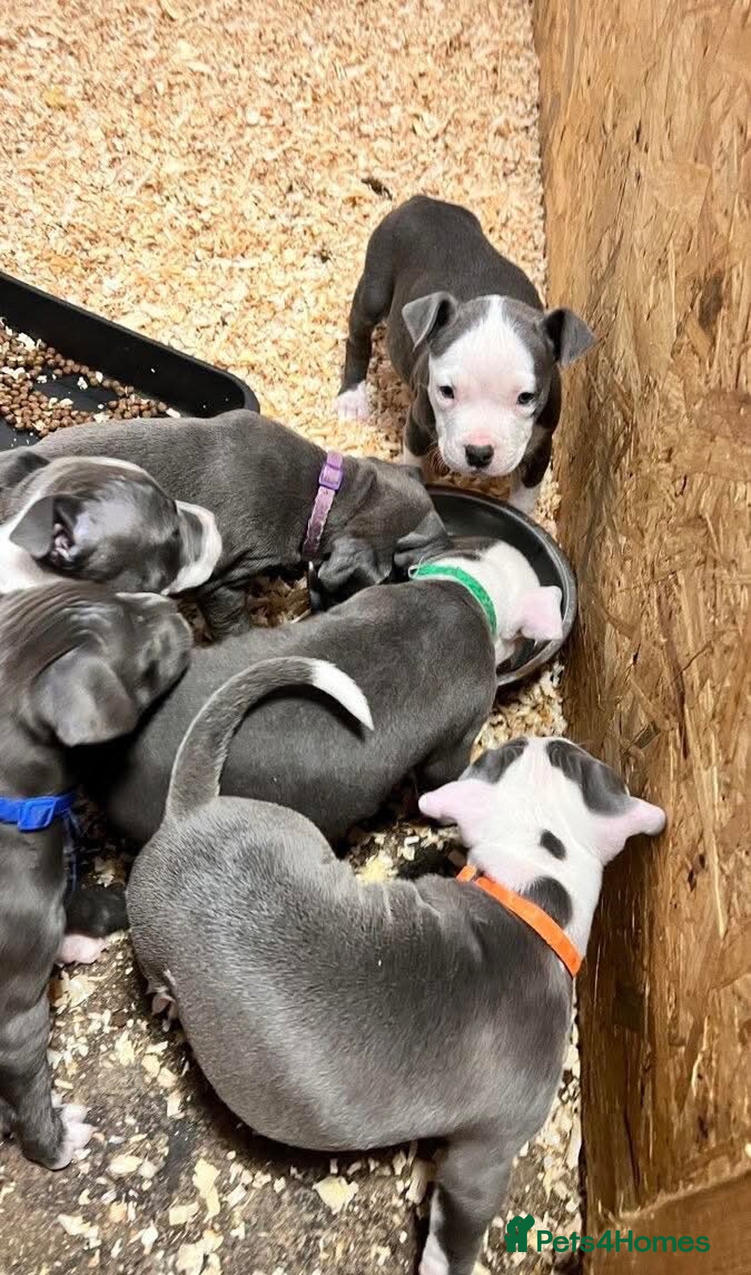 Staffordshire Bull Terrier dogs for sale: 🐶🐾Staffordshire puppies ❤️🐶 - Image 4