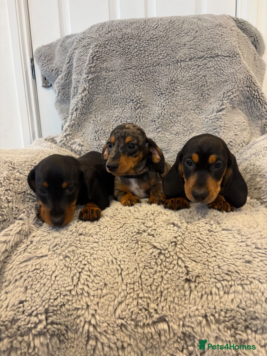 Miniature Dachshund dogs for sale: Beautiful minature dachshunds  - Advert 5