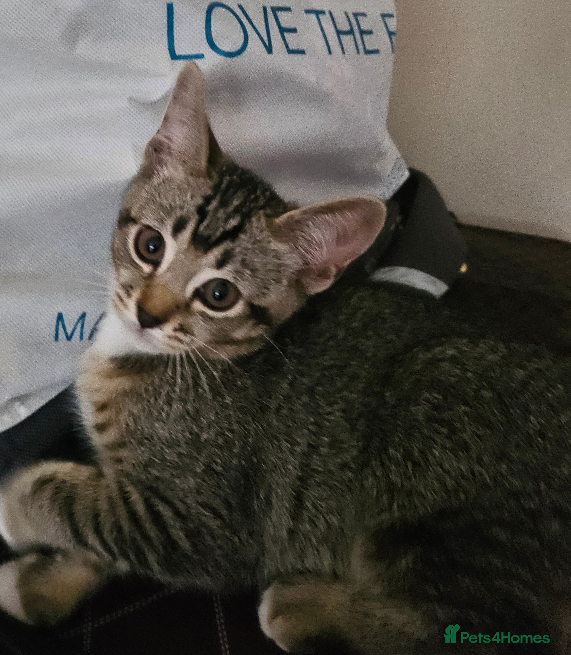 American Shorthair cats 10 Week Old Pure Tabby Kitten in Sutton - Advert 1