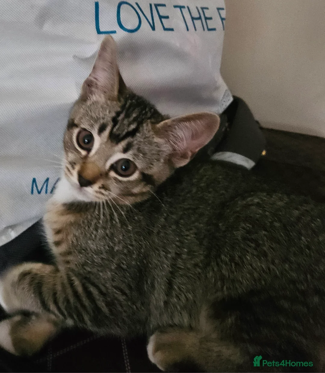 American Shorthair cats for sale: 10 Week Old Pure Tabby Kitten in Sutton - Advert 1