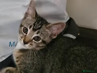 American Shorthair cats 10 Week Old Pure Tabby Kitten in Sutton - Advert 1