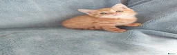 Mixed Breed cats for sale: GINGER BOYS VIDEOS - Advert 20
