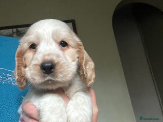 Cocker Spaniel dogs KC health tested hip scored Sable Roan Show Cocker - Advert 5