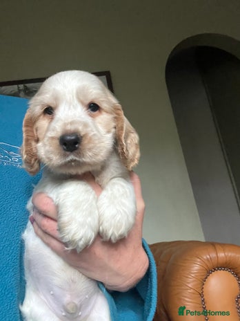 Cocker Spaniel dogs KC health tested hip scored Sable Roan Show Cocker - Advert 15