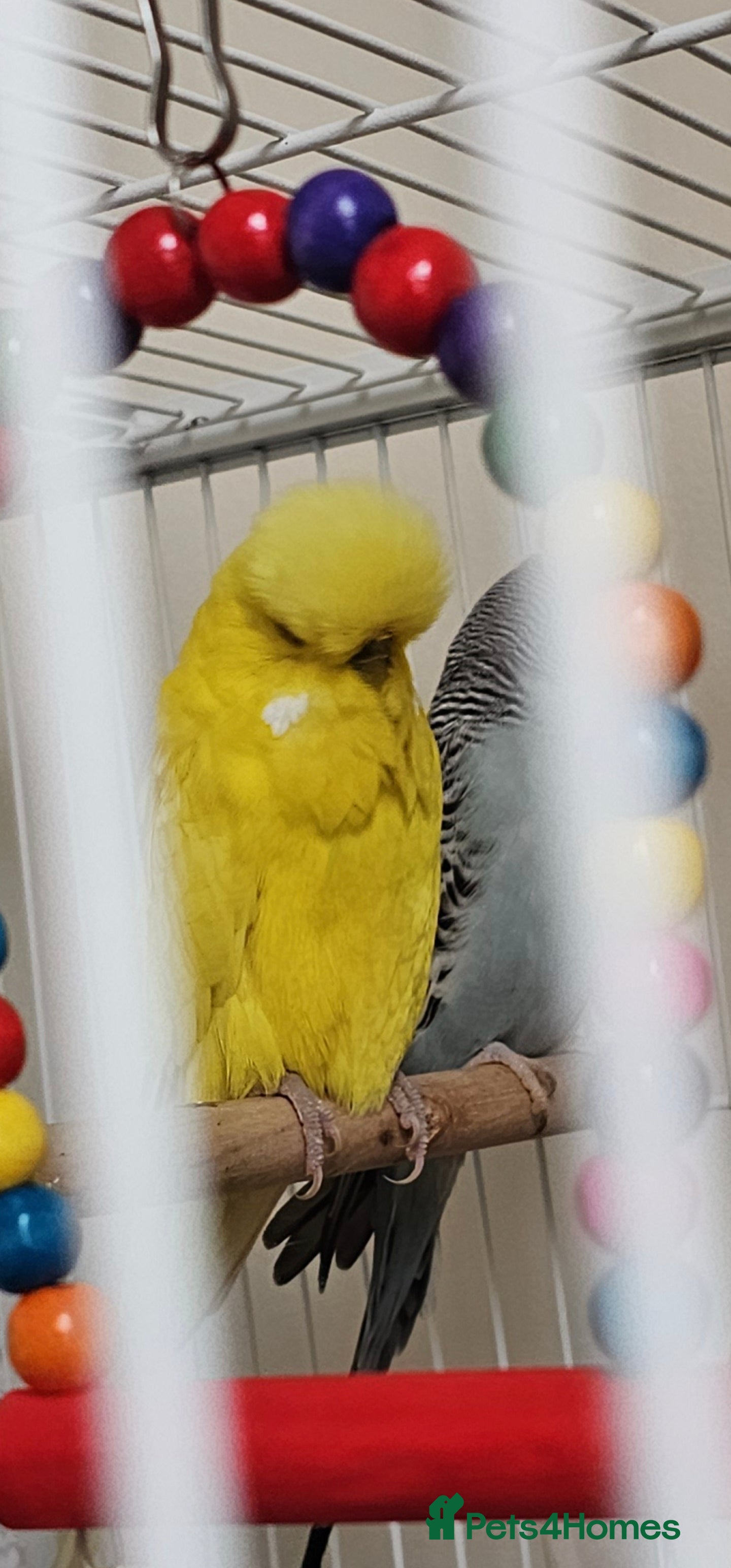 Cockatiels birds Tamed exhibation budgies - Advert 13