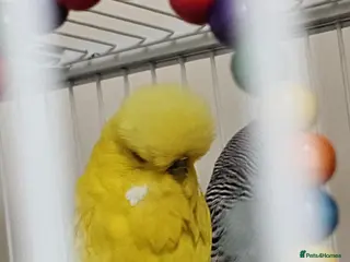 Cockatiels birds Tamed exhibation budgies - Advert 13