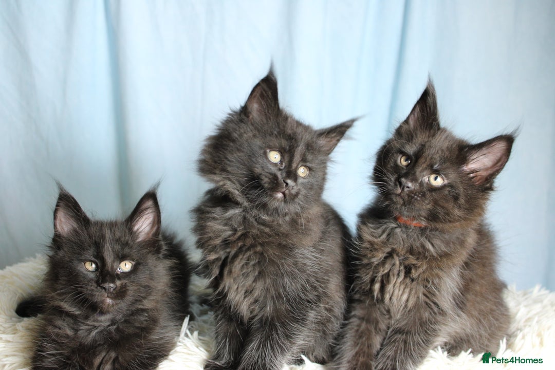 Maine Coon cats for sale: 🔥Stunning Maine Coon kittens🔥 - Image 20