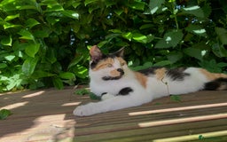 Mixed Breed cats for sale: Kitten for sale  - Image 2