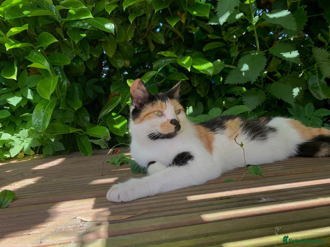 Mixed Breed cats for sale: Kitten for sale  - Image 2