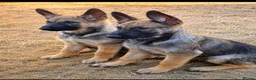 Mixed Breed dogs for sale: 🐶German Shepherd x Dutch Working-Line Puppies 🐶 - Advert 4