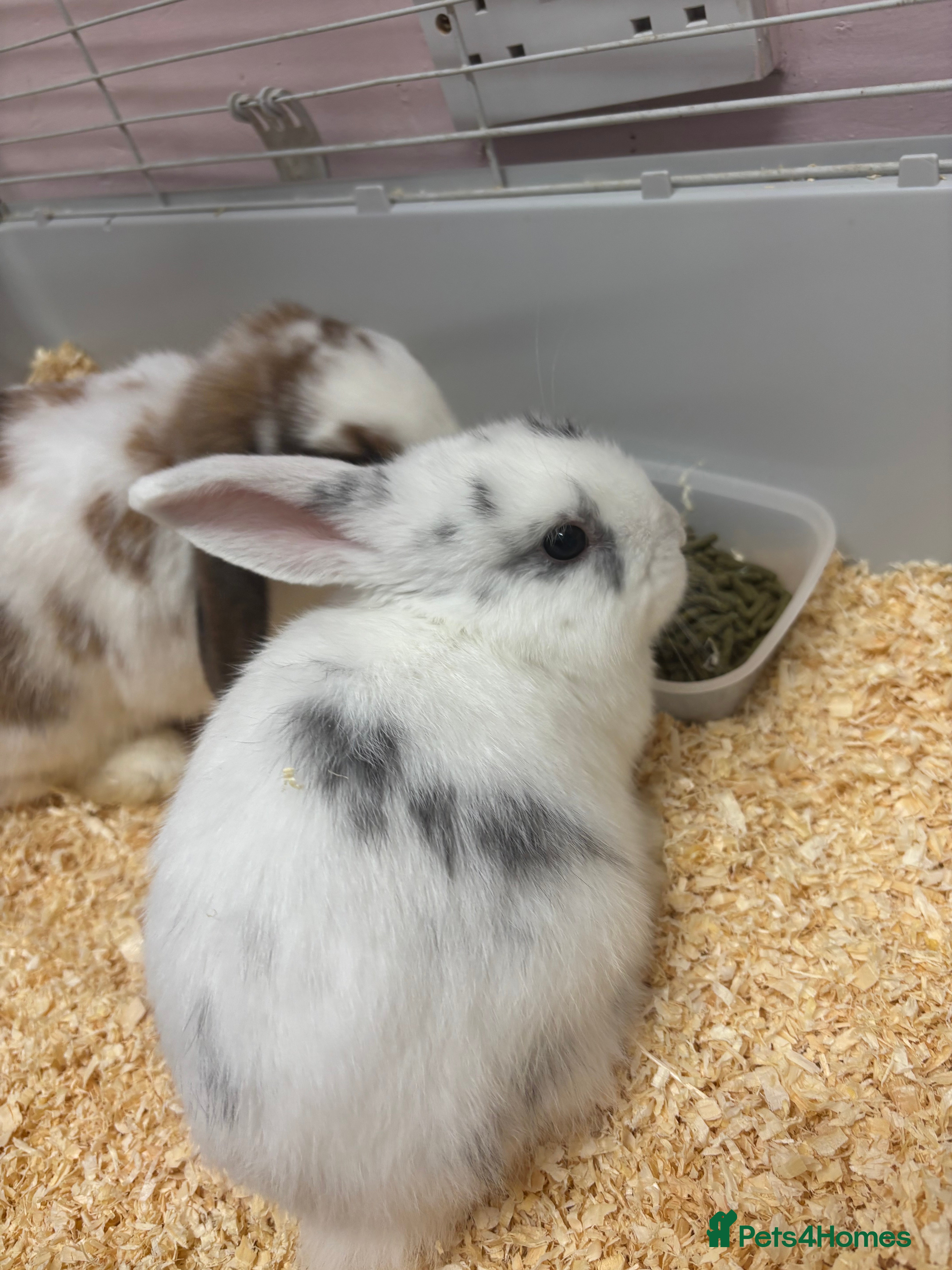 Mini Lop rabbits Mini lops - Advert 15