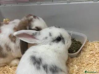 Mini Lop rabbits Mini lops - Advert 15