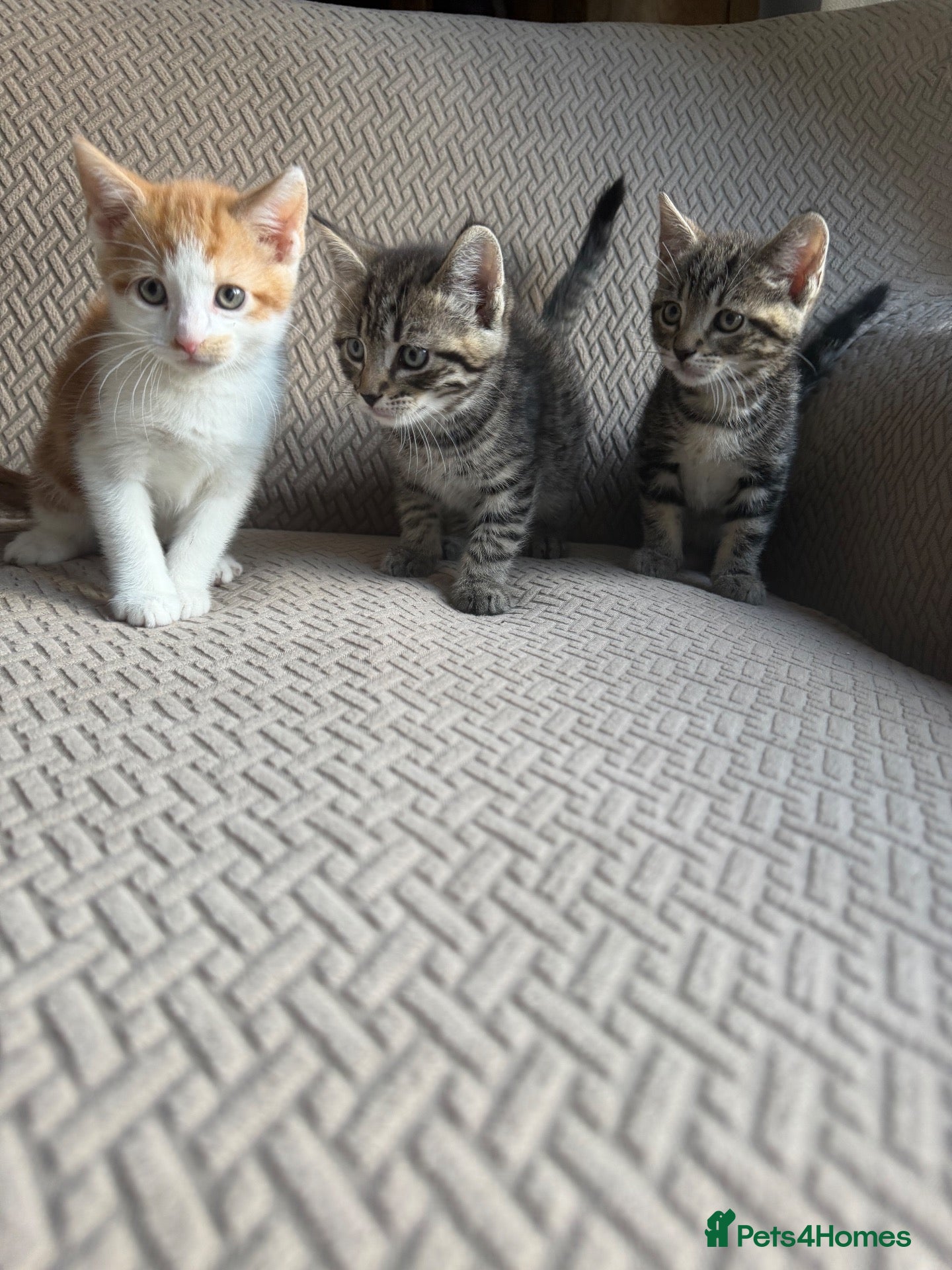 Mixed Breed cats Kittens ready now  - Advert 19