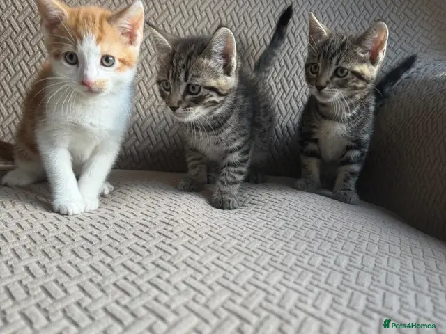 Mixed Breed cats Kittens ready now - Advert 19