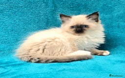 Ragdoll cats for sale: PEDIGREE GCCF REG CHAMPION LINE RAGDOLL KITTENS - Image 26