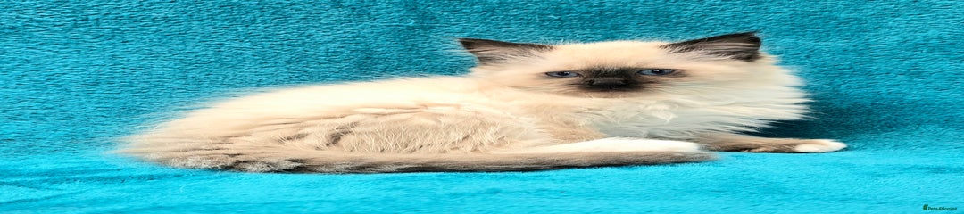 Ragdoll Kitten (KODA)