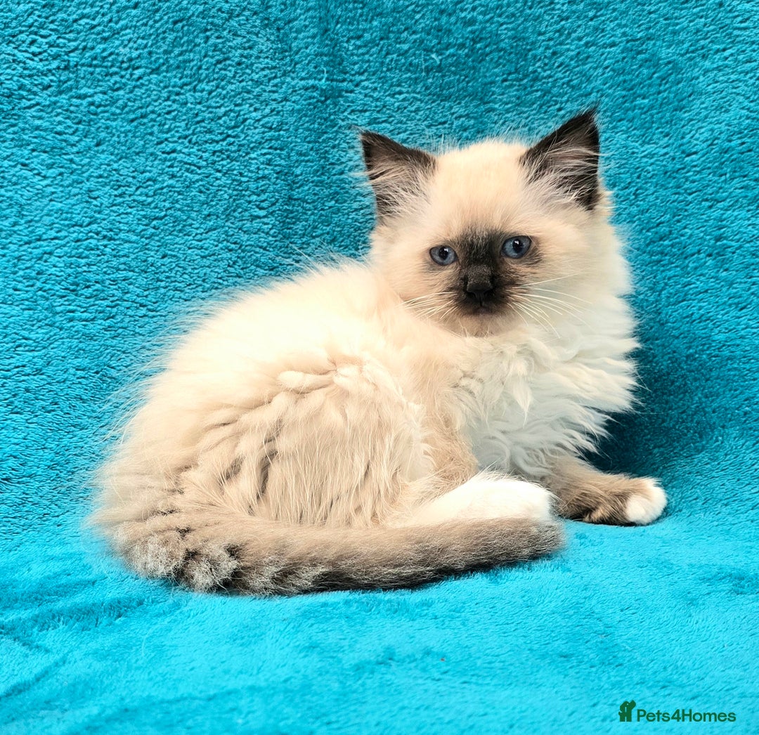Ragdoll cats for sale: PEDIGREE GCCF REG CHAMPION LINE RAGDOLL KITTENS - Image 26