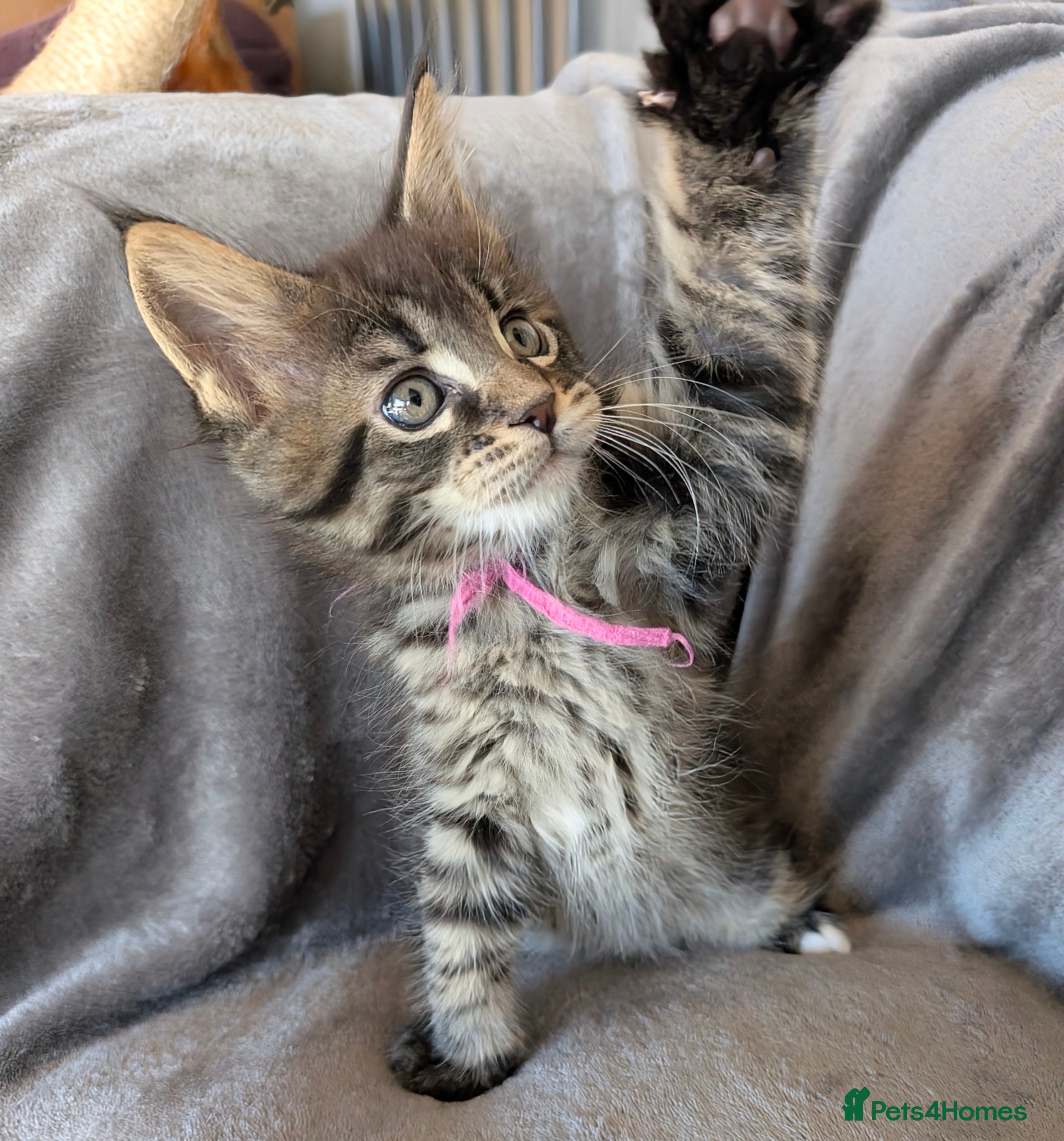 Maine Coon cats Chunky Maine Coons  - Advert 1