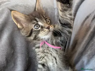 Maine Coon cats Chunky Maine Coons - Advert 4