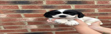 Cocker Spaniel 2