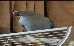 Ringnecks birds for sale: Female Indian ringneck - Image 1