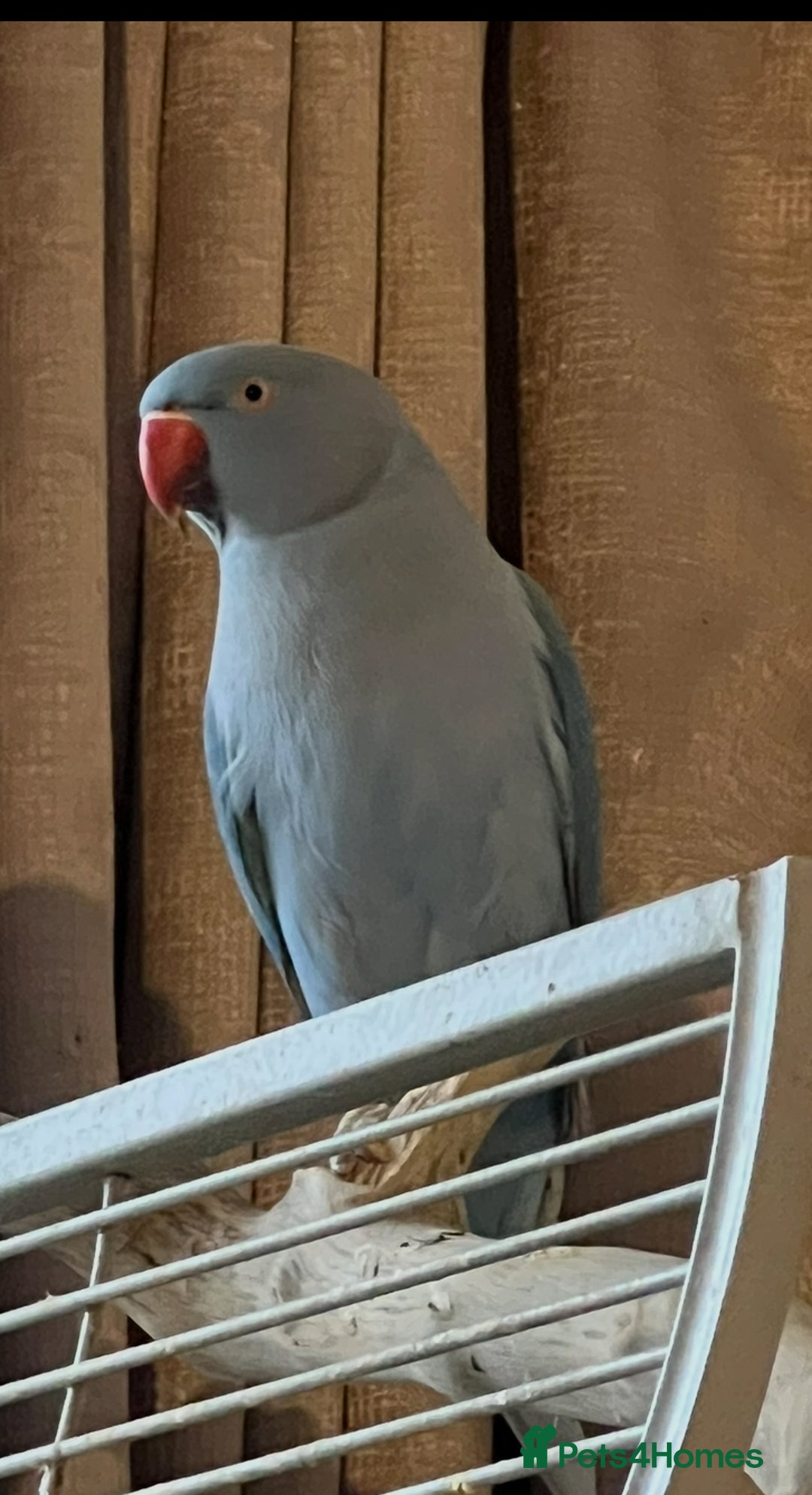 Ringnecks birds for sale: Female Indian ringneck - Image 1
