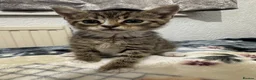 Mixed Breed cats for sale: Kittens for sale!  - Advert 12