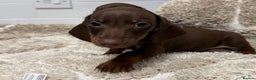 Miniature Dachshund dogs for sale: Miniature dachshunds. - Advert 2