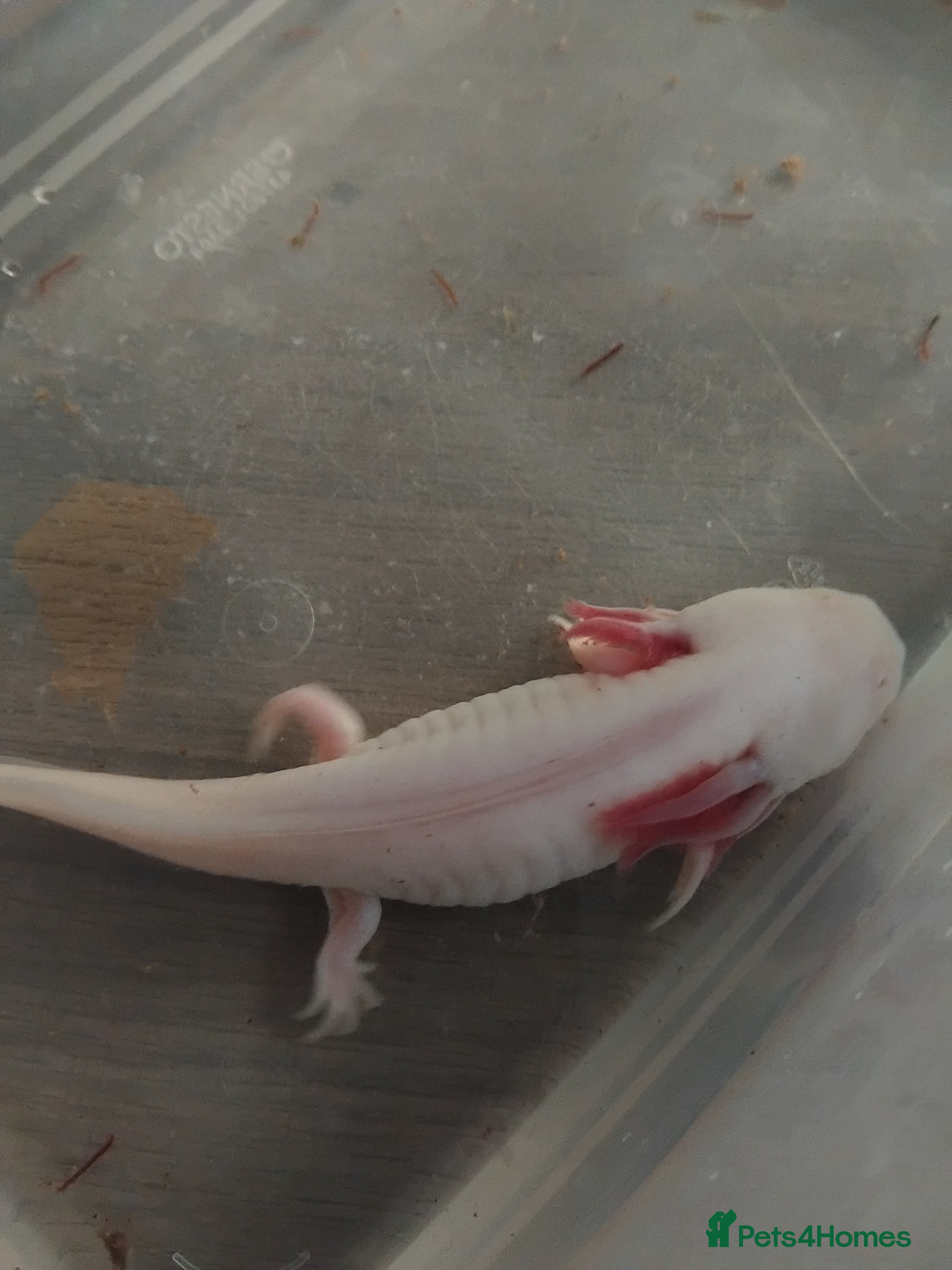 Axolotl reptiles Female Axolotl - Advert 1