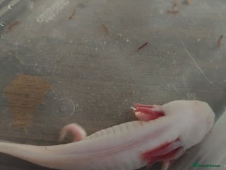Axolotl reptiles Female Axolotl - Advert 1