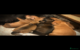 Dachshund dogs for sale: Miniature Silky Wirehaired Dachshund puppies! - Image 7