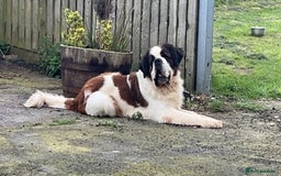 Saint Bernard dogs for stud: KC reg Big strong fluffy boy up for STUD (PROVEN) in Uttoxeter - Image 1