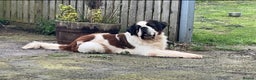 Saint Bernard dogs for stud: KC reg Big strong fluffy boy up for STUD (PROVEN) in Uttoxeter - Advert 1