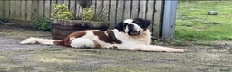 Saint Bernard dogs for stud: KC reg Big strong fluffy boy up for STUD (PROVEN) in Uttoxeter - Advert 1
